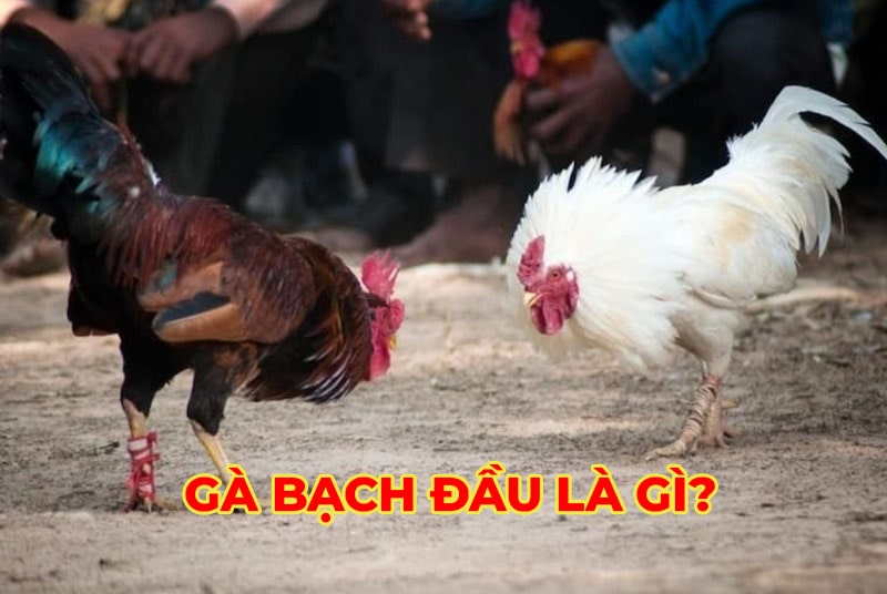 Gà Bạch Đầu - Đặc điểm nhận diện và lối đá của giống gà hiếm