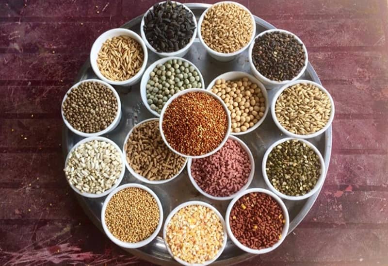 Bổ sung ngũ cốc trong quá trình điều trị gà chọi hỏng mỏ dưới