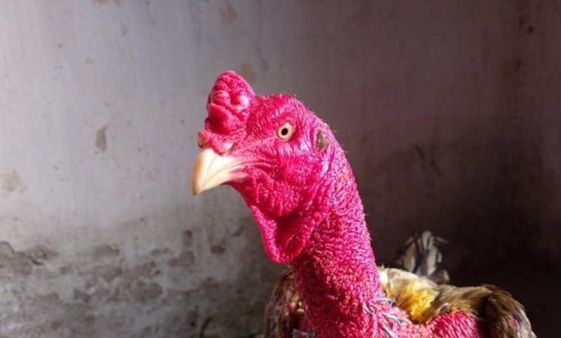 Cách làm da gà chọi dày giúp chiến kê tăng thẩm mỹ, hỗ trợ chống chịu các bệnh thường gặp