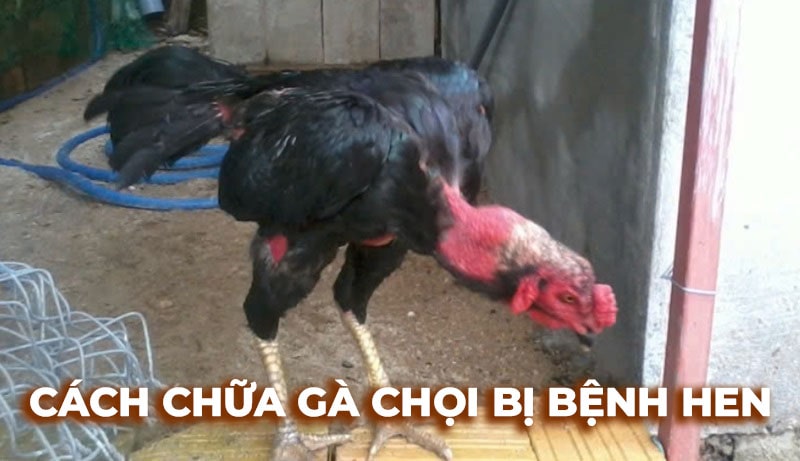Hướng dẫn cách chữa bệnh hen ở gà chọi đơn giản tại nhà
