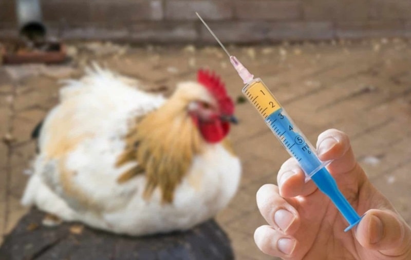 Hãy sử dụng thuốc đặc trị theo liều lượng được khuyến cáo của nhà sản xuất