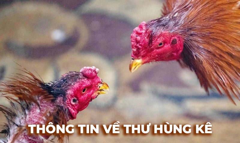 Những dấu hiệu nhận biết thư hùng kê siêu chuẩn từ Đá Gà C4